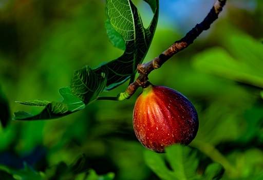 Fig on branch